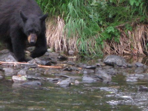 2009 Alaska Bear Flyfishing.jpg