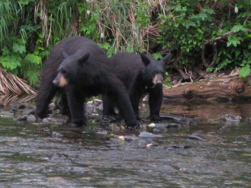 2009 Alaska Bear Flyfishing 2.jpg
