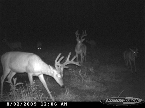 Deer Pictures 173.jpg