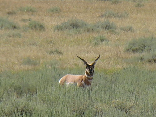 Montana antelope.jpg