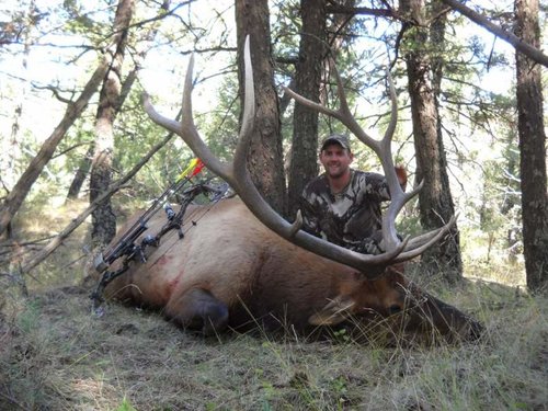 Matt Archery Bull 1-1.jpg