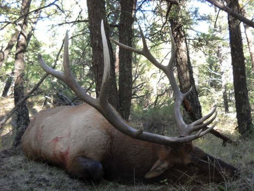 Matt 09 Elk 3-1.jpg