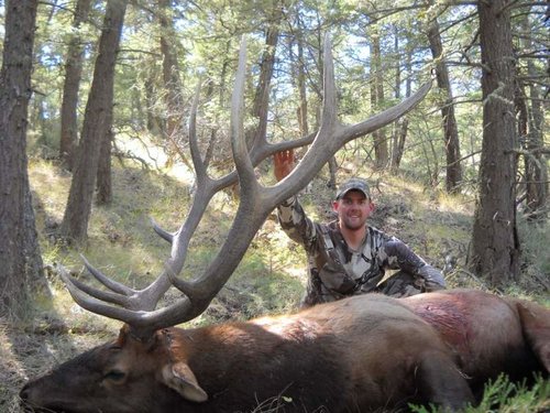 Montana Bull 09.jpg