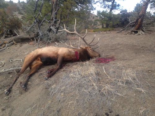 2017 dads bull laying.jpg 2017 dads bull laying.jpg