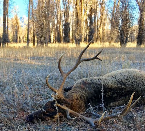 WY 78 2 Elk 2017.jpg WY 78 2 Elk 2017.jpg