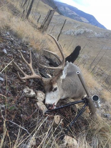 deer 2015 2.jpg deer 2015 2.jpg