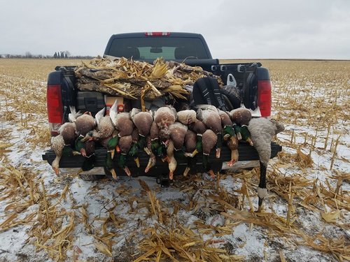 1st day ducks.jpg 1st day ducks.jpg