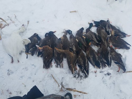 3rd day ducks.jpg 3rd day ducks.jpg