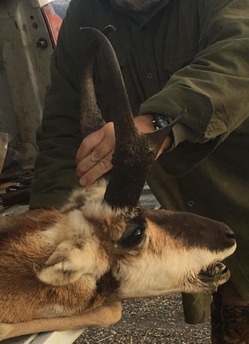 wy antelope tailgate side head trimmed.jpg