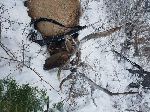 elk close up flip.jpg