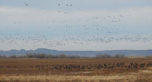 geese.jpg geese.jpg