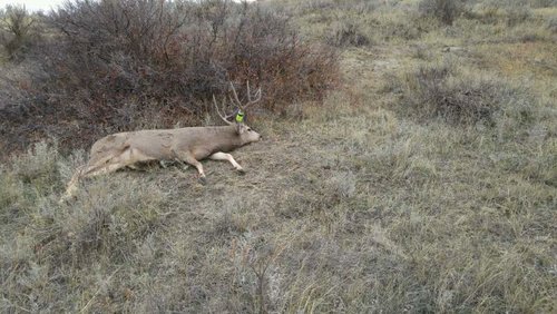 Mule Deer Montana 2017.jpg