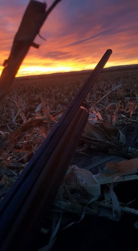 Goose hunting sun rise.jpg