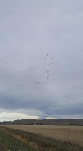 Flock of geese.jpg