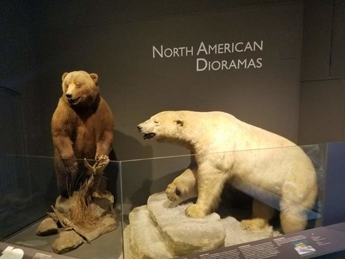 Bears .jpg Bears .jpg
