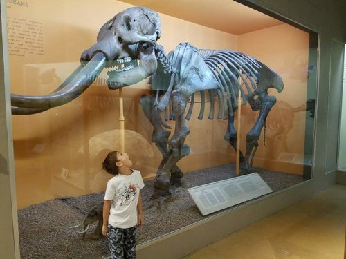mastadon.jpg mastadon.jpg