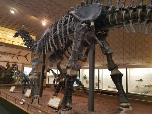 apatosaurus.jpg apatosaurus.jpg