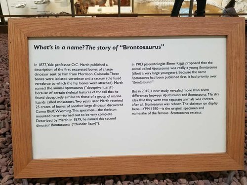 apatosaurus name.jpg apatosaurus name.jpg