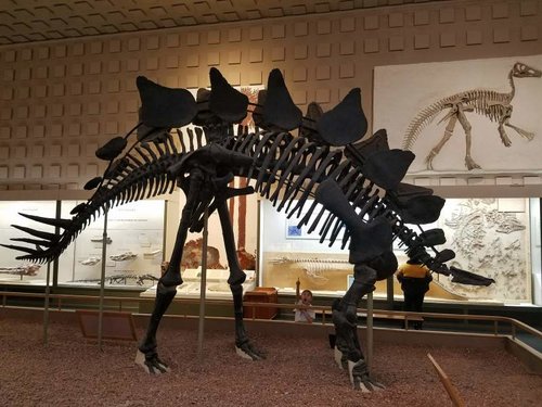 stegasaurus.jpg stegasaurus.jpg