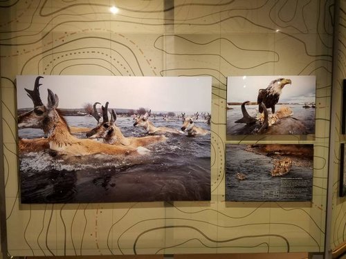 pronghorn migration.jpg pronghorn migration.jpg