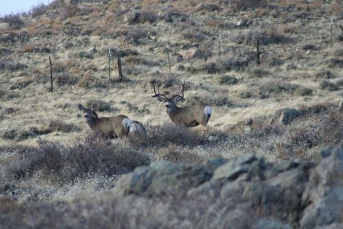 IMG_0257 (1024x683).jpg