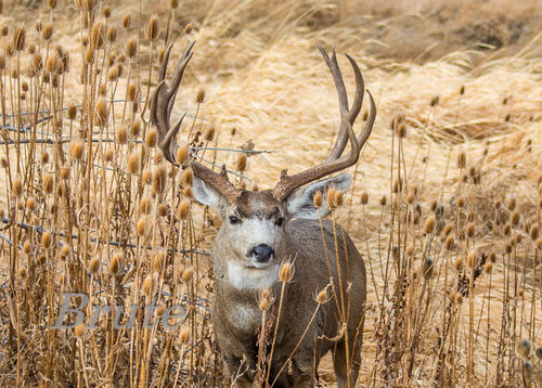 5 X 5  Muley  a-9157.jpg