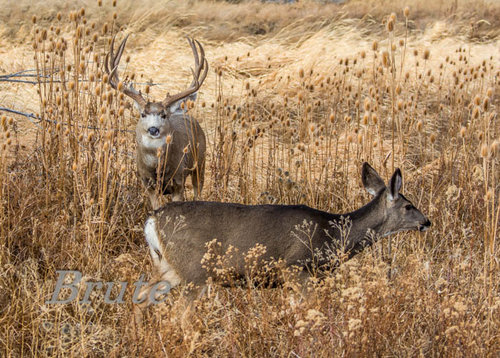 5 X 5  Muley a-9156.jpg