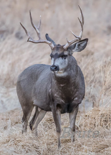 Bandit Buck    a-6158.jpg