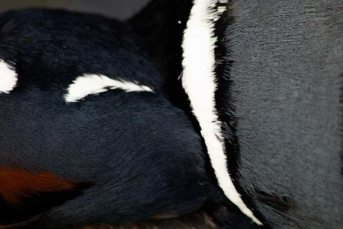 Harley closeup 1 comp.jpg Harley closeup 1 comp.jpg