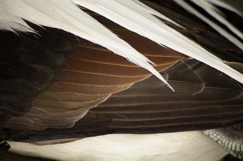LTDU wing detail comp.jpg LTDU wing detail comp.jpg