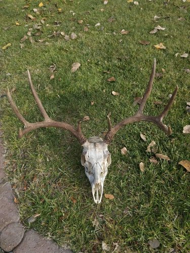 deerskull.jpg