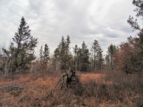 Burnett County Forest Grouse HUnt (2).jpg