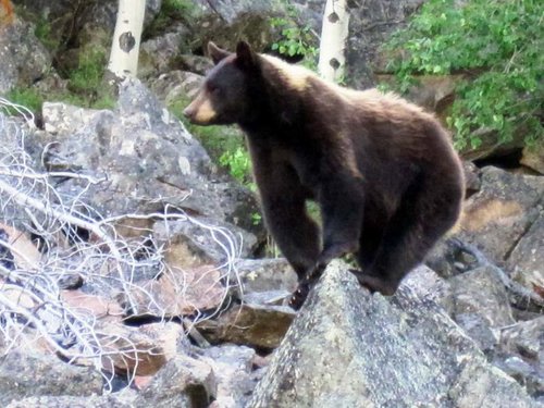 IMG_bbear.jpg IMG_bbear.jpg