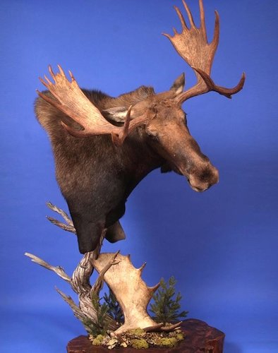moose mount idea.jpg