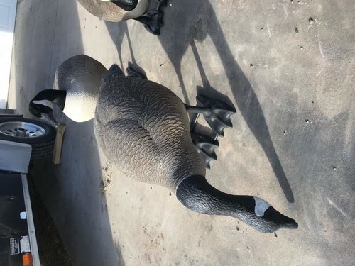 Decoy 3.jpg