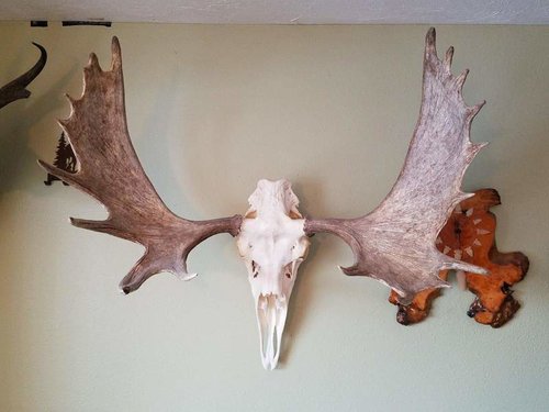 moose.jpg