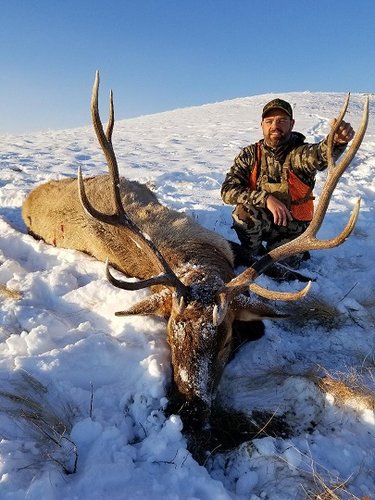 2017 bull.jpg 2017 bull.jpg