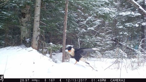 Crested Caracara.jpg Crested Caracara.jpg