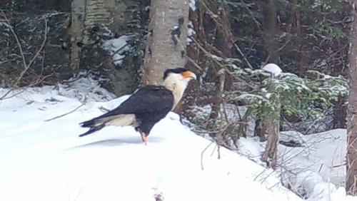 Crested Caracara II.jpg