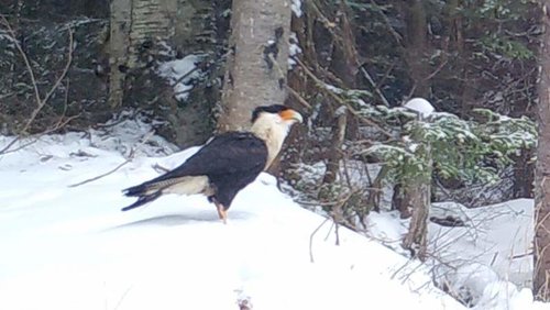 Crested Caracara II.jpg Crested Caracara II.jpg