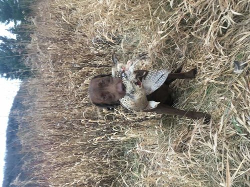 First Pheasant.jpg