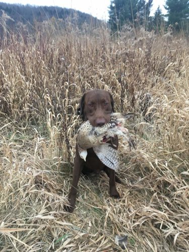 First Pheasant.jpg