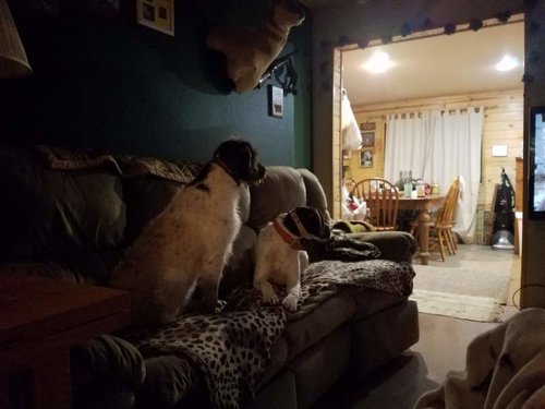 dogs.jpg