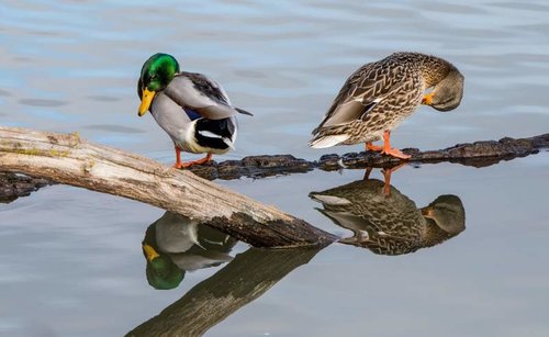 Preen1.jpg Preen1.jpg