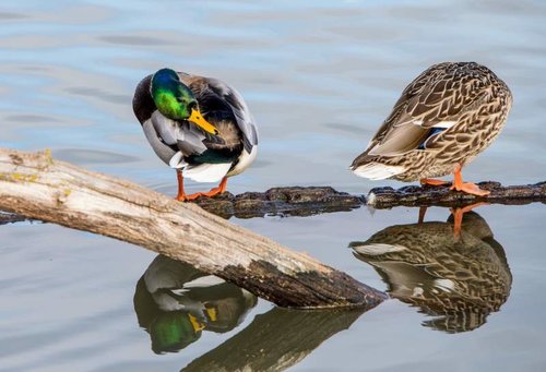 Preen3.jpg Preen3.jpg