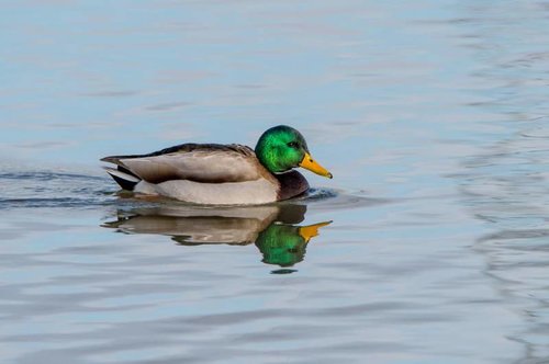 Mallard.jpg Mallard.jpg