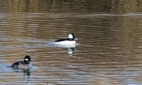 Bufflehead.jpg Bufflehead.jpg
