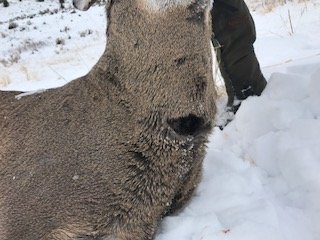 Neck Wound.JPG