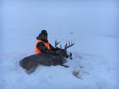 mt whitetail 3.jpg