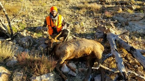 first elk.jpg